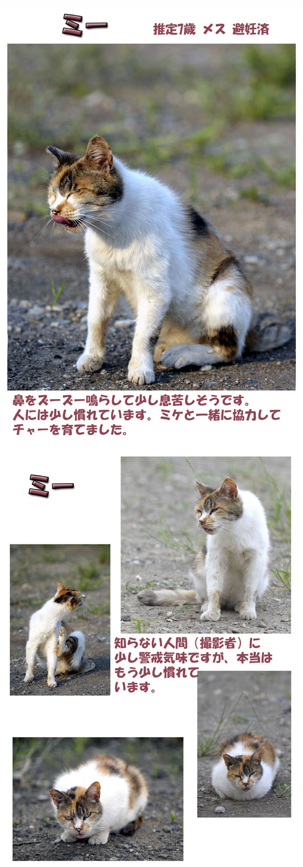 うちのとらまる