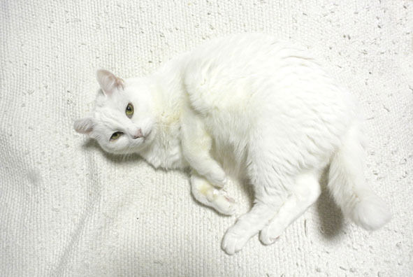 うちのとらまる