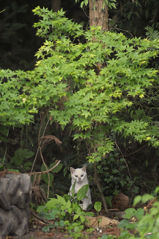 うちのとらまる