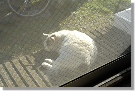 うちのとらまる