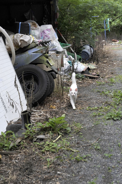 うちのとらまる