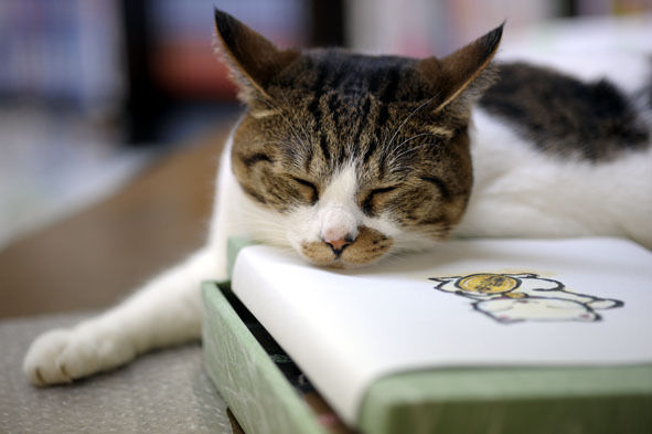 うちのとらまる