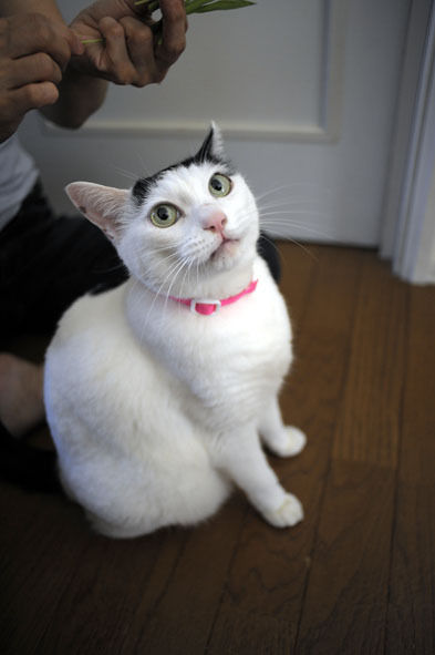 うちのとらまる