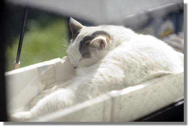 うちのとらまる