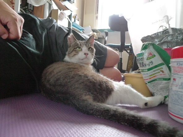 $うちのとらまる