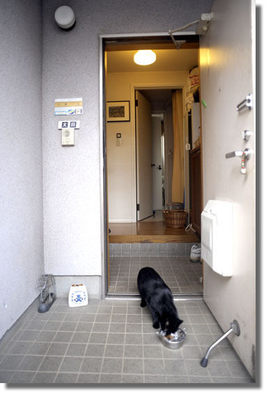 うちのとらまる