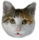 スモールマーラ02