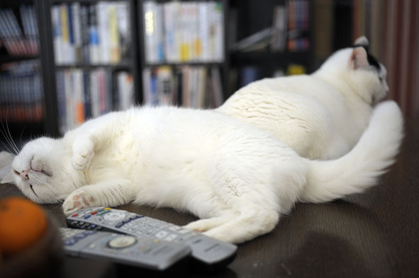 うちのとらまる