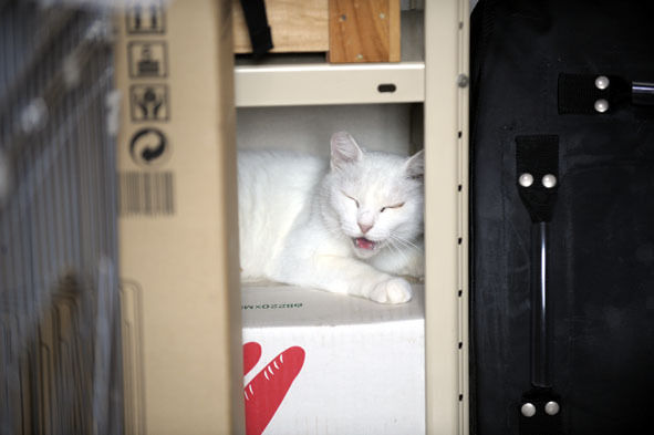 うちのとらまる