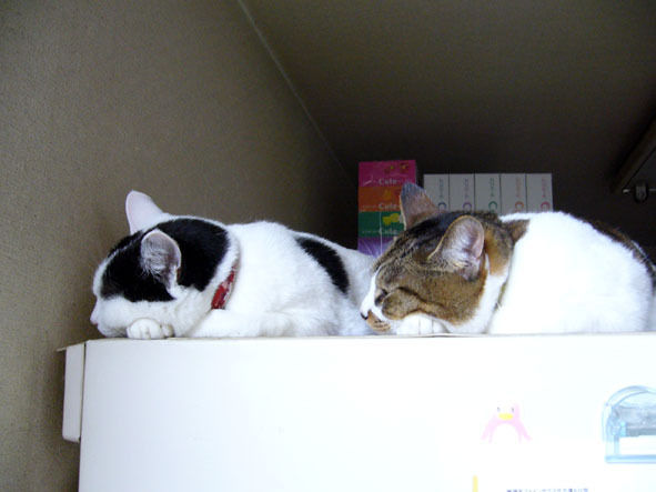 うちのとらまる