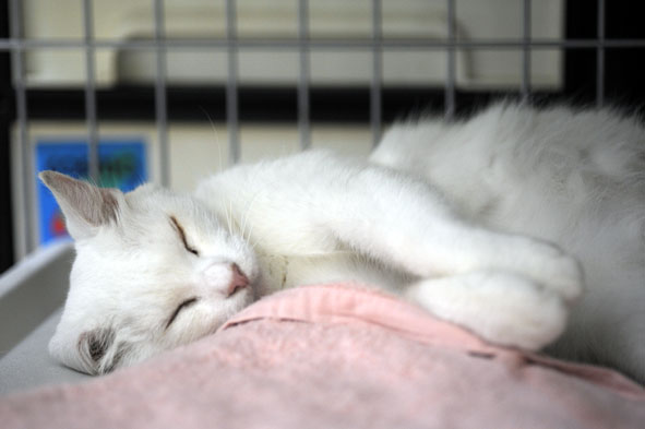うちのとらまる