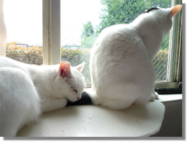 うちのとらまる