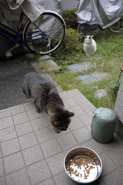 うちのとらまる