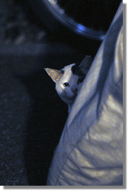 うちのとらまる