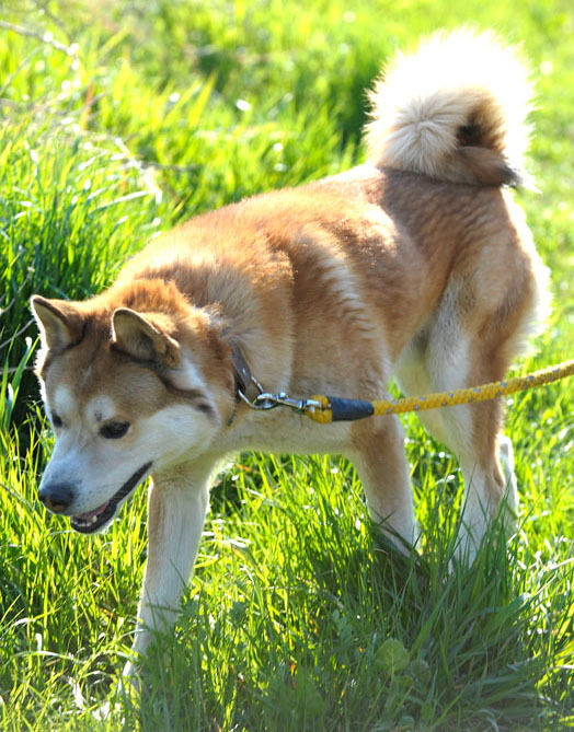 うちのとらまる