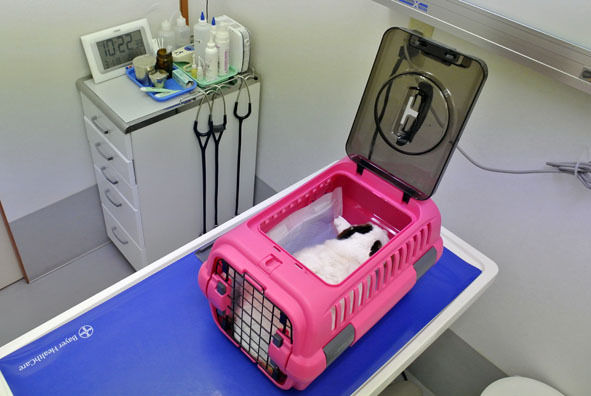 うちのとらまる