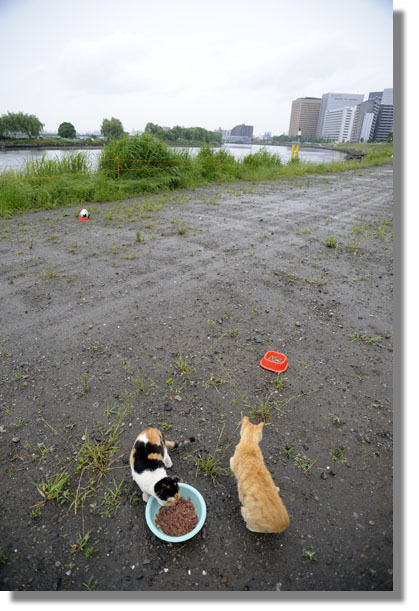 うちのとらまる