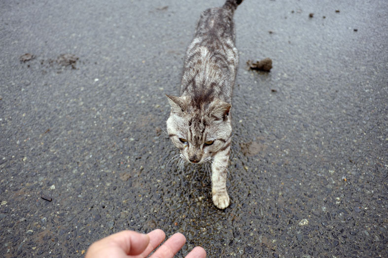 うちのとらまる