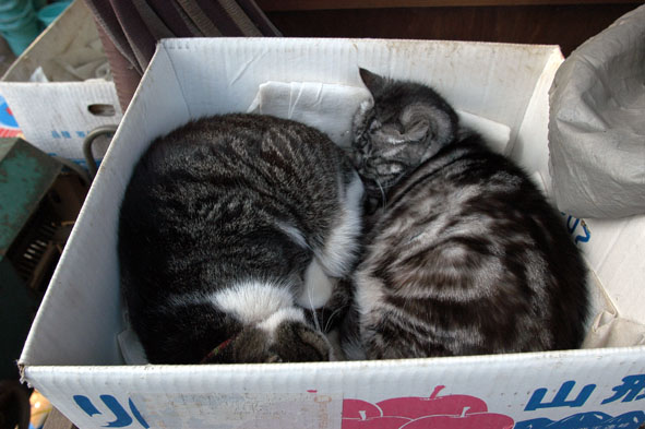 うちのとらまる