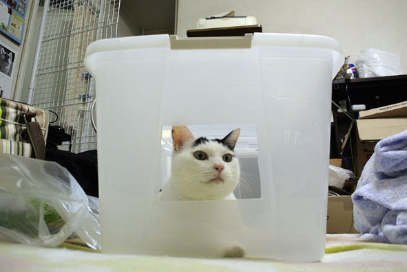 $うちのとらまる