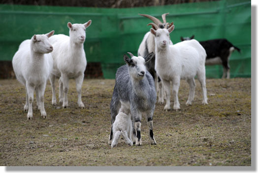 うちのとらまる