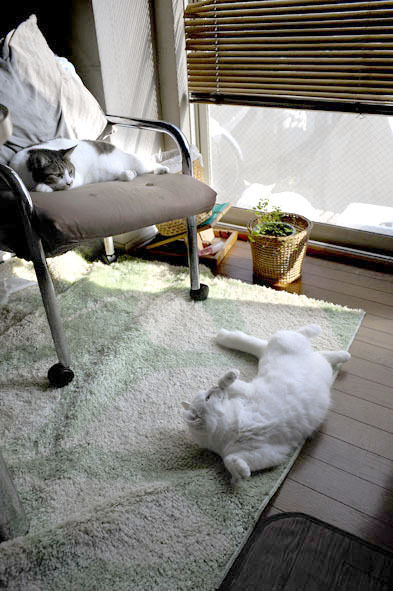 うちのとらまる