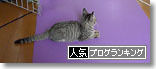 うちのとらまる