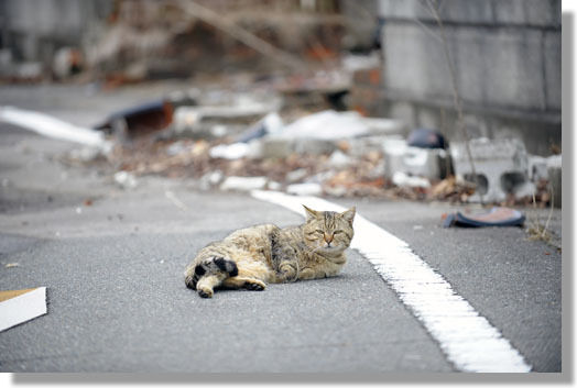 うちのとらまる