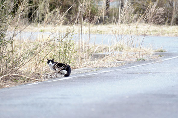 うちのとらまる