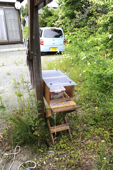 うちのとらまる