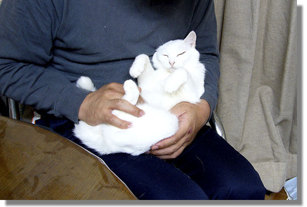 うちのとらまる