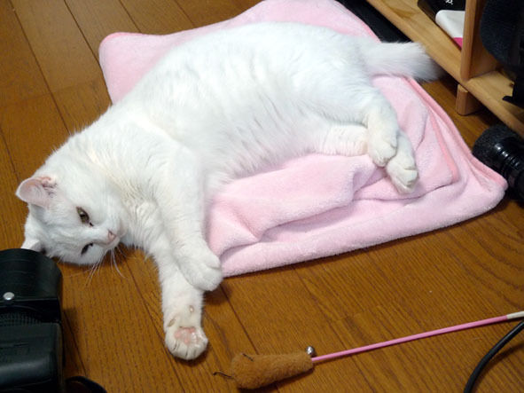 $うちのとらまる