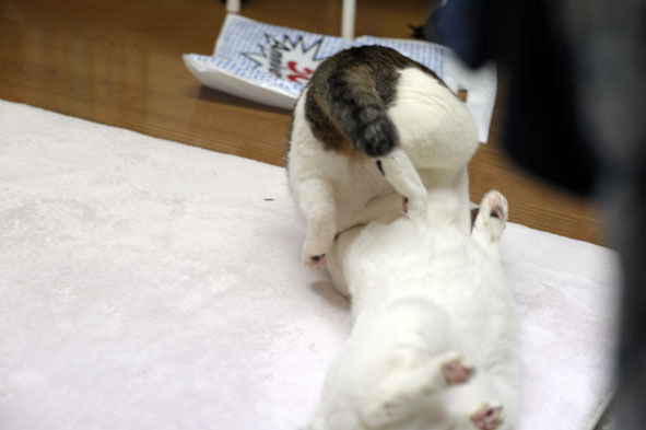 うちのとらまる