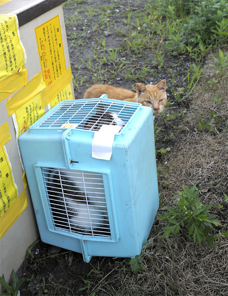 うちのとらまる