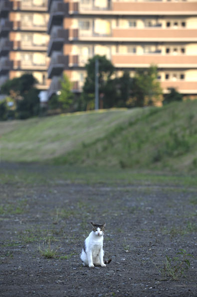うちのとらまる