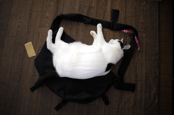 うちのとらまる