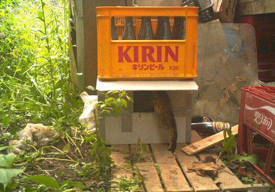 うちのとらまる