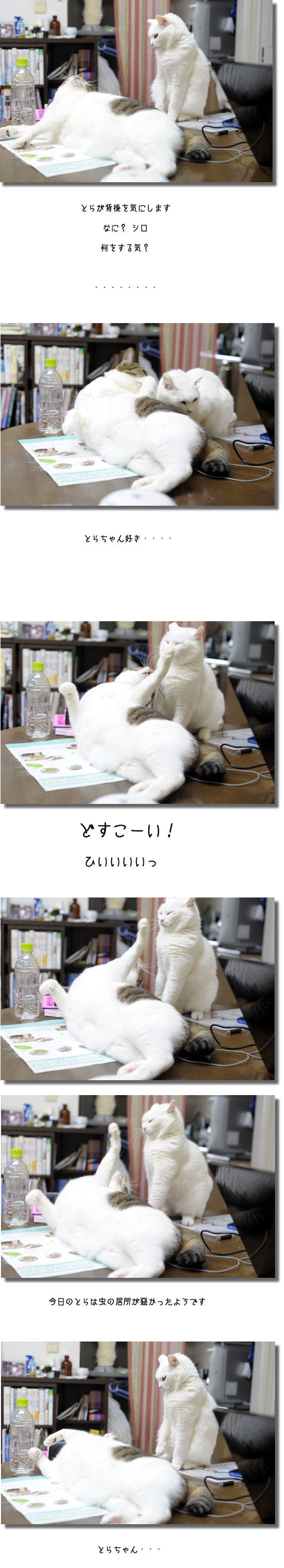 うちのとらまる