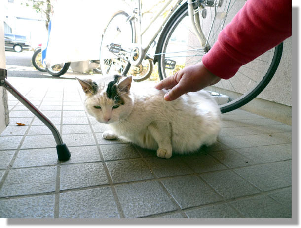 $うちのとらまる