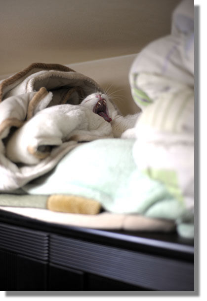 うちのとらまる