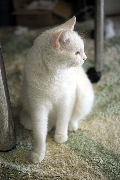 うちのとらまる