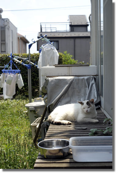うちのとらまる