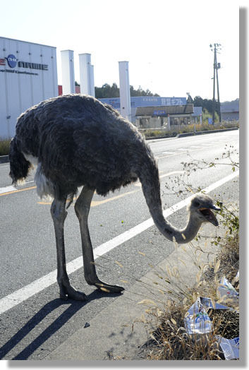 うちのとらまる