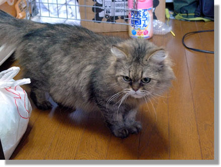$うちのとらまる