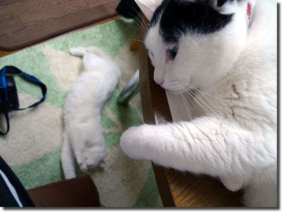 うちのとらまる