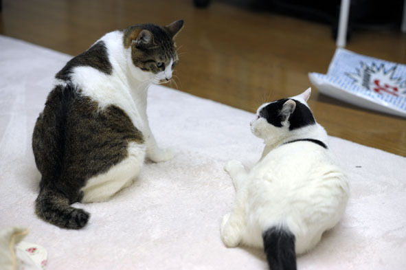 うちのとらまる