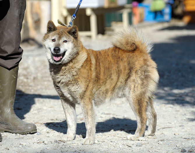 うちのとらまる