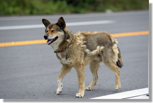 うちのとらまる