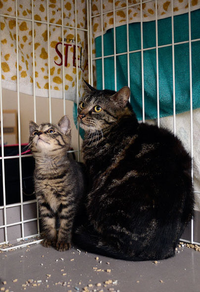 うちのとらまる