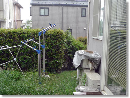 うちのとらまる